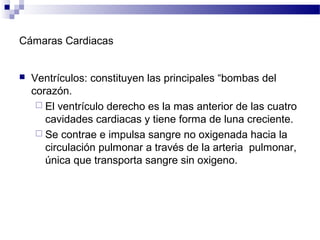Cámaras Cardiacas
 Ventrículos: constituyen las principales “bombas del
corazón.
 El ventrículo derecho es la mas anterior de las cuatro
cavidades cardiacas y tiene forma de luna creciente.
 Se contrae e impulsa sangre no oxigenada hacia la
circulación pulmonar a través de la arteria pulmonar,
única que transporta sangre sin oxigeno.
 