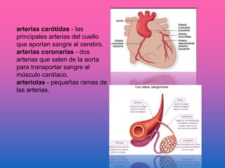 arterias carótidas - las
principales arterias del cuello
que aportan sangre al cerebro.
arterias coronarias - dos
arterias que salen de la aorta
para transportar sangre al
músculo cardíaco.
arteriolas - pequeñas ramas de
las arterias.
 