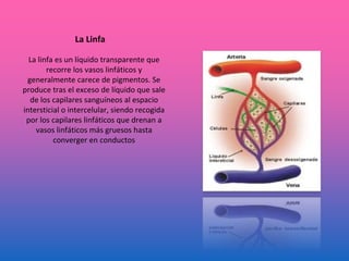 La Linfa
La linfa es un líquido transparente que
recorre los vasos linfáticos y
generalmente carece de pigmentos. Se
produce tras el exceso de líquido que sale
de los capilares sanguíneos al espacio
intersticial o intercelular, siendo recogida
por los capilares linfáticos que drenan a
vasos linfáticos más gruesos hasta
converger en conductos
 