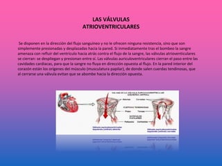 LAS VÁLVULAS
ATRIOVENTRICULARES
Se disponen en la dirección del flujo sanguíneo y no le ofrecen ninguna resistencia, sino que son
simplemente presionadas y desplazadas hacia la pared. Si inmediatamente tras el bombeo la sangre
amenaza con refluir del ventrículo hacia atrás contra el flujo de la sangre, las válvulas atrioventiculares
se cierran: se despliegan y presionan entre sí. Las válvulas auriculoventriculares cierran el paso entre las
cavidades cardiacas, para que la sangre no fluya en dirección opuesta al flujo. En la pared interior del
corazón están los orígenes del músculo (musculatura papilar), de donde salen cuerdas tendinosas, que
al cerrarse una válvula evitan que se abombe hacia la dirección opuesta.
 