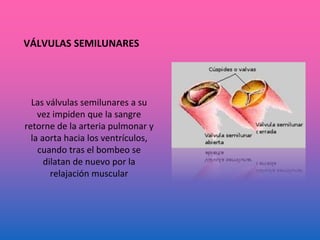 VÁLVULAS SEMILUNARES
Las válvulas semilunares a su
vez impiden que la sangre
retorne de la arteria pulmonar y
la aorta hacia los ventrículos,
cuando tras el bombeo se
dilatan de nuevo por la
relajación muscular
 