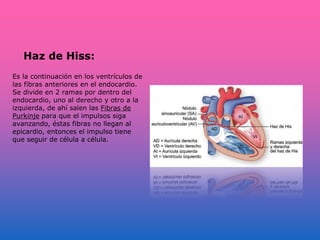 Haz de Hiss:
Es la continuación en los ventrículos de
las fibras anteriores en el endocardio.
Se divide en 2 ramas por dentro del
endocardio, uno al derecho y otro a la
izquierda, de ahí salen las Fibras de
Purkinje para que el impulsos siga
avanzando, éstas fibras no llegan al
epicardio, entonces el impulso tiene
que seguir de célula a célula.
 