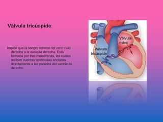 Válvula tricúspide:
Impide que la sangre retorne del ventrículo
derecho a la aurícula derecha. Está
formada por tres membranas, las cuales
reciben cuerdas tendinosas ancladas
directamente a las paredes del ventrículo
derecho.
 