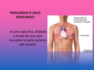 PERICARDIO O SACO
PERICARDIO
es una capa fina, doblada
a modo de saco que
envuelve la parte externa
del corazón
 