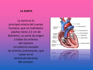 LA AORTA
La aorta es la
principal arteria del cuerpo
humano, que en individuos
adultos tiene 2,5 cm de
diámetro. La aorta da origen
a todas las arterias
del sistema
circulatorio excepto
las arterias pulmonares, que
nacen en el
ventrículo derecho
del corazón.
 