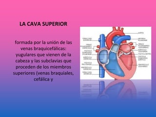LA CAVA SUPERIOR
formada por la unión de las
venas braquicefálicas:
yugulares que vienen de la
cabeza y las subclavias que
proceden de los miembros
superiores (venas braquiales,
cefálica y
 