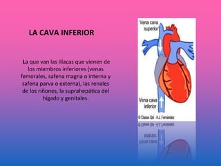LA CAVA INFERIOR
La que van las Ilíacas que vienen de
los miembros inferiores (venas
femorales, safena magna o interna y
safena parva o externa), las renales
de los riñones, la suprahepática del
hígado y genitales.
 
