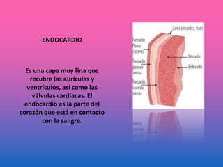 ENDOCARDIO
Es una capa muy fina que
recubre las aurículas y
ventrículos, así como las
válvulas cardíacas. El
endocardio es la parte del
corazón que está en contacto
con la sangre.
 