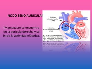 NODO SENO AURICULAR
(Marcapaso) se encuentra
en la aurícula derecha y se
inicia la actividad eléctrica,
 