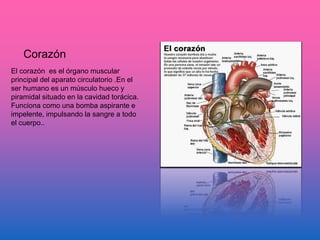 Corazón
El corazón es el órgano muscular
principal del aparato circulatorio .En el
ser humano es un músculo hueco y
piramidal situado en la cavidad torácica.
Funciona como una bomba aspirante e
impelente, impulsando la sangre a todo
el cuerpo..
 