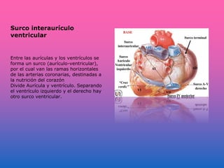 Surco interaurículo
ventricular
Entre las aurículas y los ventrículos se
forma un surco (aurículo-ventricular),
por el cual van las ramas horizontales
de las arterias coronarias, destinadas a
la nutrición del corazón
Divide Aurícula y ventrículo. Separando
el ventrículo izquierdo y el derecho hay
otro surco ventricular.
 
