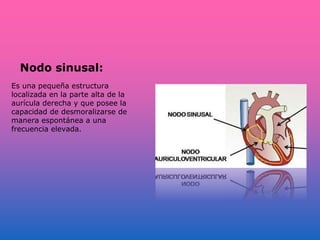 Nodo sinusal:
Es una pequeña estructura
localizada en la parte alta de la
aurícula derecha y que posee la
capacidad de desmoralizarse de
manera espontánea a una
frecuencia elevada.
 