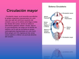 Circulación mayor
Circulación mayor: es el recorrido que efectúa
la sangre oxigenada (representada con color
rojo) que sale del ventrículo izquierdo del
corazón y que, por la arteria aorta llega a todas
las células del cuerpo, donde se realiza el
intercambio gaseoso celular o tisular: deja el
O2 que transporta y se carga con el dióxido de
carbono, por lo que se convierte en sangre
carboxigenada (representada con color azul).
Esta sangre con CO2 regresa por las venas
cavas superior e inferior a la aurícula derecha
del corazón.
 