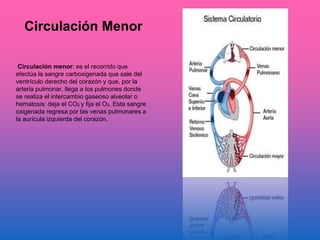 Circulación Menor
Circulación menor: es el recorrido que
efectúa la sangre carboxigenada que sale del
ventrículo derecho del corazón y que, por la
arteria pulmonar, llega a los pulmones donde
se realiza el intercambio gaseoso alveolar o
hematosis: deja el CO2 y fija el O2. Esta sangre
oxigenada regresa por las venas pulmonares a
la aurícula izquierda del corazón.
 
