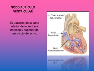 NODO AURICULO
VENTRICULAR
Se Localiza en la parte
inferior de la aurícula
derecha y superior de
ventrículo derecho.
 