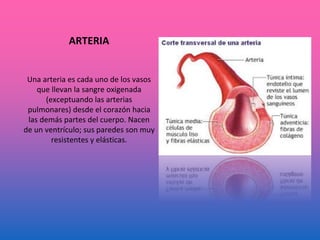 ARTERIA
Una arteria es cada uno de los vasos
que llevan la sangre oxigenada
(exceptuando las arterias
pulmonares) desde el corazón hacia
las demás partes del cuerpo. Nacen
de un ventrículo; sus paredes son muy
resistentes y elásticas.
 