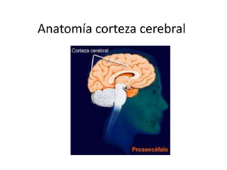 Anatomía corteza cerebral
 