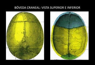 BÓVEDA CRANEAL: VISTA SUPERIOR E INFERIOR