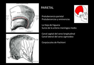 PARIETAL