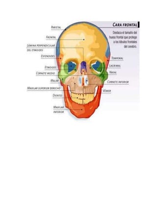 Anatomia craneo