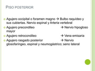 Formane Rasgado ANATOMIA CRANEO del ser humano con divic | PPTX