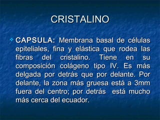 CRISTALINO
   CAPSULA: Membrana basal de células
    epiteliales, fina y elástica que rodea las
    fibras del cristalino. Tiene en su
    composición colágeno tipo IV. Es más
    delgada por detrás que por delante. Por
    delante, la zona más gruesa está a 3mm
    fuera del centro; por detrás está mucho
    más cerca del ecuador.
 