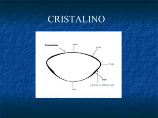 CRISTALINO




       LAMELA ZONULAR
 