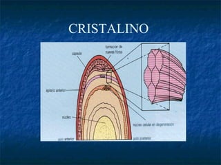 CRISTALINO
 