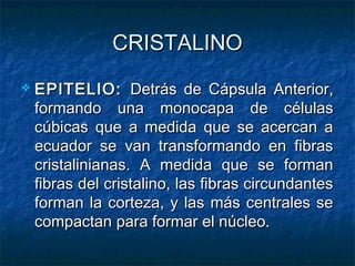 CRISTALINO
   EPITELIO: Detrás de Cápsula Anterior,
    formando una monocapa de células
    cúbicas que a medida que se acercan a
    ecuador se van transformando en fibras
    cristalinianas. A medida que se forman
    fibras del cristalino, las fibras circundantes
    forman la corteza, y las más centrales se
    compactan para formar el núcleo.
 