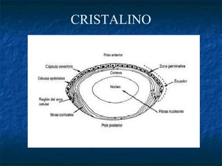 CRISTALINO
 
