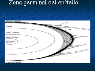 Zona germinal del epitelio
 