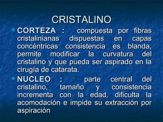 CRISTALINO
 CORTEZA :          compuesta por fibras
  cristalinianas dispuestas en capas
  concéntricas consistencia es blanda,
  permite modificar la curvatura del
  cristalino y que pueda ser aspirado en la
  cirugía de catarata.
 NUCLEO        :      parte central del
  cristalino,   tamaño     y   consistencia
  incrementa con la edad, dificulta la
  acomodación e impide su extracción por
  aspiración
 