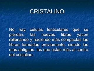 CRISTALINO

   No hay células lenticulares que se
    pierdan, las nuevas fibras yacen
    rellenando y haciendo más compactas las
    fibras formadas previamente, siendo las
    más antiguas las que están más al centro
    del cristalino.
 