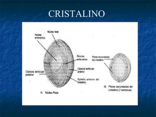 CRISTALINO
 