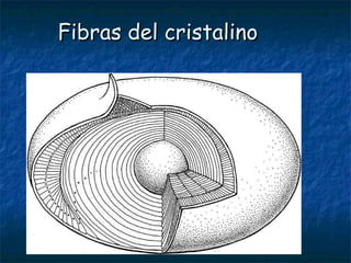 Fibras del cristalino
 