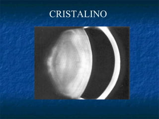 CRISTALINO
 