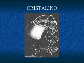 CRISTALINO
 