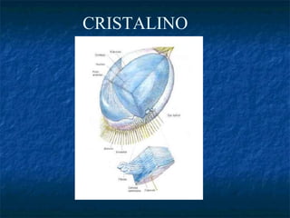 CRISTALINO
 