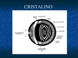 CRISTALINO
 