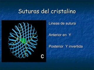 Suturas del cristalino
           Lineas de sutura


           Anterior en Y


           Posterior Y invertida
 
