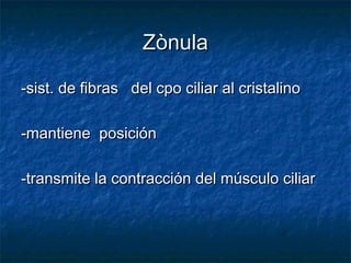 Zònula

-sist. de fibras del cpo ciliar al cristalino

-mantiene posición

-transmite la contracción del músculo ciliar
 