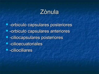 Zònula
   -orbiculo capsulares posteriores
   -orbiculo capsulares anteriores
   -ciliocapsulares posteriores
   -cilioecuatoriales
   -ciliociliares
 