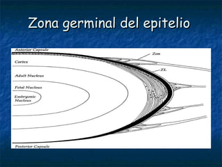 Zona germinal del epitelio
 
