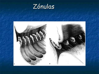 Zónulas
 