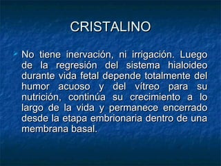 CRISTALINO
   No tiene inervación, ni irrigación. Luego
    de la regresión del sistema hialoideo
    durante vida fetal depende totalmente del
    humor acuoso y del vítreo para su
    nutrición, continúa su crecimiento a lo
    largo de la vida y permanece encerrado
    desde la etapa embrionaria dentro de una
    membrana basal.
 