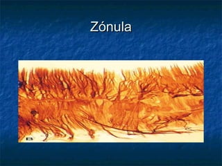 Zónula
 