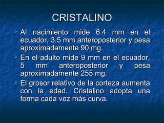 CRISTALINO
   Al nacimiento mide 6.4 mm en el
    ecuador, 3.5 mm anteroposterior y pesa
    aproximadamente 90 mg.
   En el adulto mide 9 mm en el ecuador,
    5    mm     anteroposterior     y   pesa
    aproximadamente 255 mg.
   El grosor relativo de la corteza aumenta
    con la edad. Cristalino adopta una
    forma cada vez más curva.
 