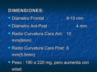 DIMENSIONES:
   Diámetro Frontal :        9-10 mm
   Diámetro Ant-Post    :         4 mm
   Radio Curvatura Cara Ant: 10
    mm(6mm)
   Radio Curvatura Cara Post: 6
    mm(5.5mm)
   Peso : 190 a 220 mg, pero aumenta con
    edad.
 