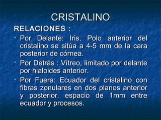 CRISTALINO
RELACIONES :
 Por Delante: Iris, Polo anterior del
  cristalino se sitúa a 4-5 mm de la cara
  posterior de córnea.
 Por Detrás : Vítreo, limitado por delante
  por hialoides anterior.
 Por Fuera: Ecuador del cristalino con
  fibras zonulares en dos planos anterior
  y posterior. espacio de 1mm entre
  ecuador y procesos.
 