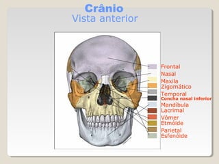 Crânio

Vista anterior

Frontal
Nasal
Maxila
Zigomático
Temporal

Concha nasal inferior

Mandíbula
Lacrimal
Vômer
Etmóide
Parietal
Esfenóide

 